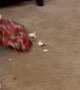 Ace The Dog Opens His Christmas Present