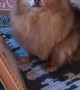 Pomeranian Plays Pretty Music
