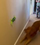 Golden Retriever vs. Remote Control Lizard Toy