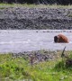 Newborn Bison Calf Swims Across Lamar River
