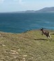 Kangaroo Troop Hops Around Posing Tourist