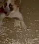 Dog Gets Zoomies After Destroying Her Bed