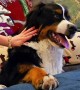 Bernese Puppy Snarls With Pets