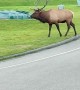 Rowdy Bull Elk Smashes Passing Car
