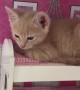 Kitten In The Dollhouse Bed