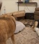 German Shepherd Hogs All The New Dog Beds