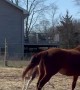 Foal Runs Into Barbed-Wire Fence