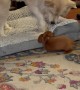 Older Dog Issues Proper Correction To Small Puppy