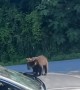 Car Hijacked by Bear Family-Which Drive-Thru Are They Hitting First?