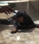 Dwayne Johnson Lookalike Gives Puppy a Bath