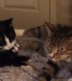 Cat Makes Back-Paw Biscuits