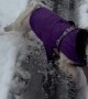 Brave Little Maltese Pup Jumps Into Icy Water