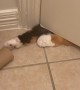 Cat Reaches Under Bathroom Door to Grab Toilet Paper
