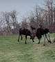 Bull Moose Sparring in Alaska