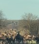 Hungarian Deer Herd On New Year's Day