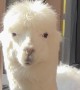 Alpaca at the Bistro
