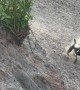Muddy Chicken-Chasing Dog Gets Chased By Donkey