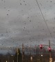 Crow City in Portland