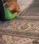 Orange Kitty Plays With Big Tennis Ball