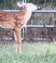 A Fawn With Floppy Ears