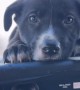Cute Puppy Relaxing on the Flight Deck of a Plane