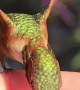 Hummingbird Hand-Feeding in Slow Motion Video