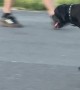 Skater Dog's Smooth Ride