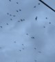 Cacophony From Circling Crows