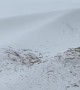 Baby Cow Bulldozes Himself Into Snow Pile