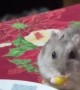 Hamster Having Dinner With His Human Family