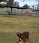 Boxer Dog Bops Ball With Nose