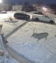 Buck Follows Does Through Snowy Yard