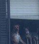 Dogs Watch Owners Leave From The Window
