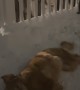 Golden Retriever Making Snow Angels