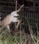 Man Cuts Fence To Save Tangled Deer