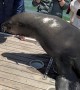 Seal on the Boat