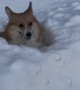 Corgi Snowpiercer