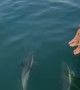 Cape Town Dolphin Pod Follows Boat