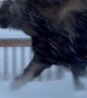 Close Call as Moose Charges at Man Clearing Snow in Alaska