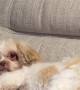 Sassy Shih Tzu Demands Attention With Hilarious Back-Leg Buckeroo