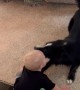 Border Collie Entertains Baby Baby Brother