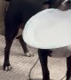 Wiggly Puppy Brings A Plate To Share Chinese Food