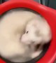 Ferret Rides on a Mop Merry-Go-Round