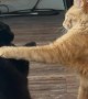 Orange Cat Annoys Void Cat to No End