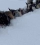 Goats Trudge Through Deep Snow