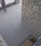 Security Footage of a Cat Chasing a Bird