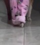 Dog and Owner Have a PJ Party