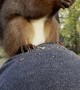 Trained Squirrel Eats on Man's Head