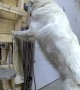 Great Pyrenees Dog Opens Garage Door and Escapes on Security Camera
