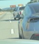 Loose Dog on the Freeway